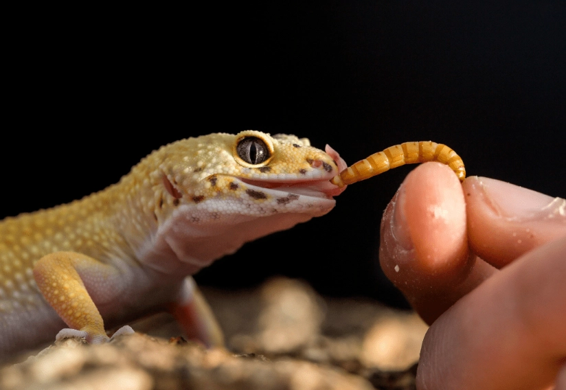 fancy leopard gecko food