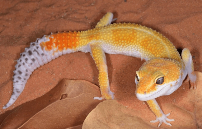 leopard gecko lifespan wild