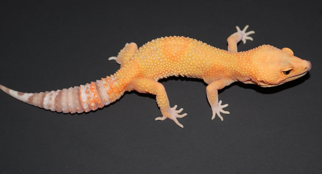 albino leopard gecko care albino leopard gecko care