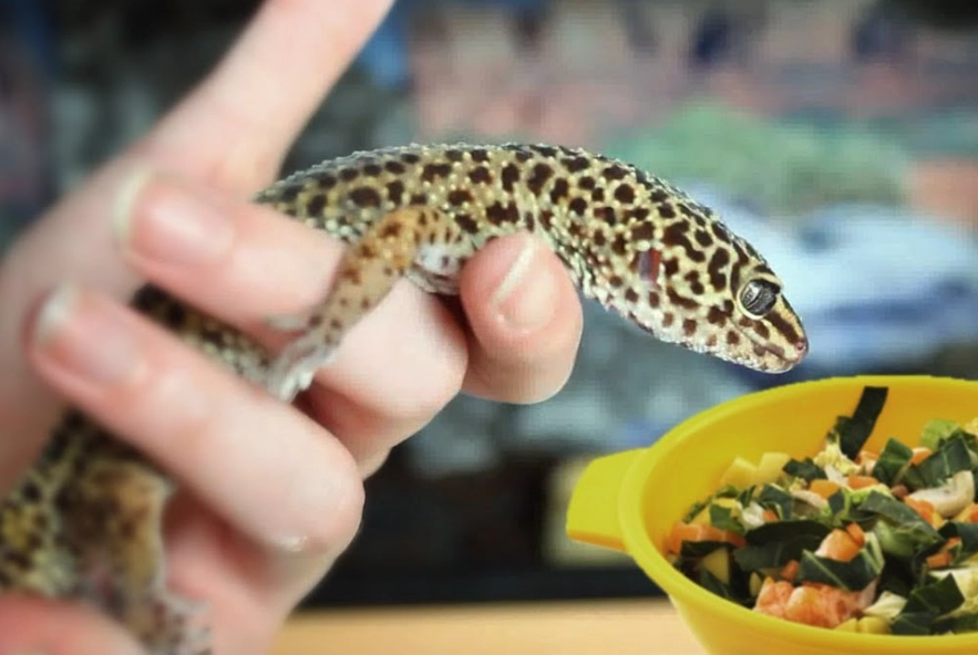 leopard gecko diet