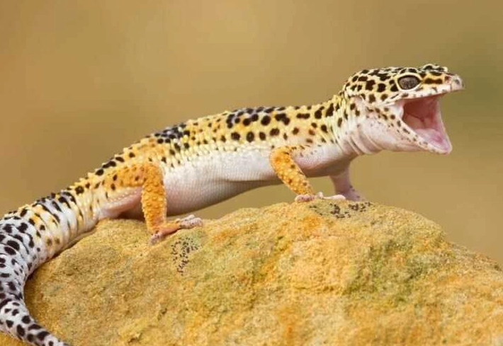 leopard gecko poisonous