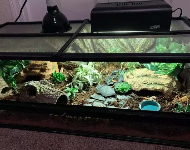 scorpion tailed gecko care