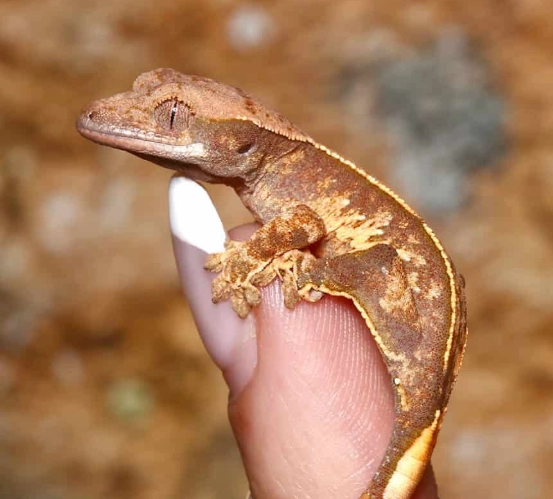 harlequin crested gecko for sale