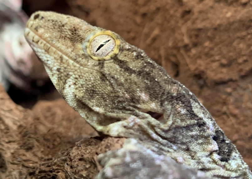 leachianus gecko pet