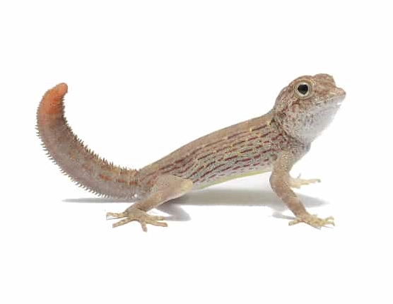 scorpion tailed gecko enclosure