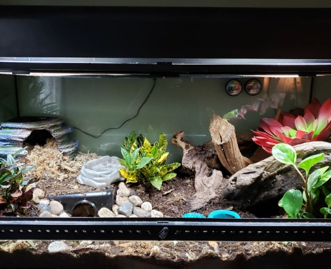scorpion tailed gecko habitat setup