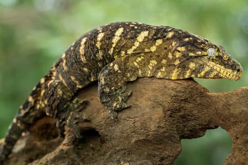 are leachianus geckos friendly