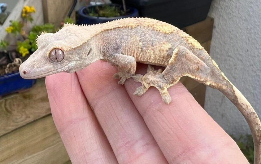 how to find rare crested gecko