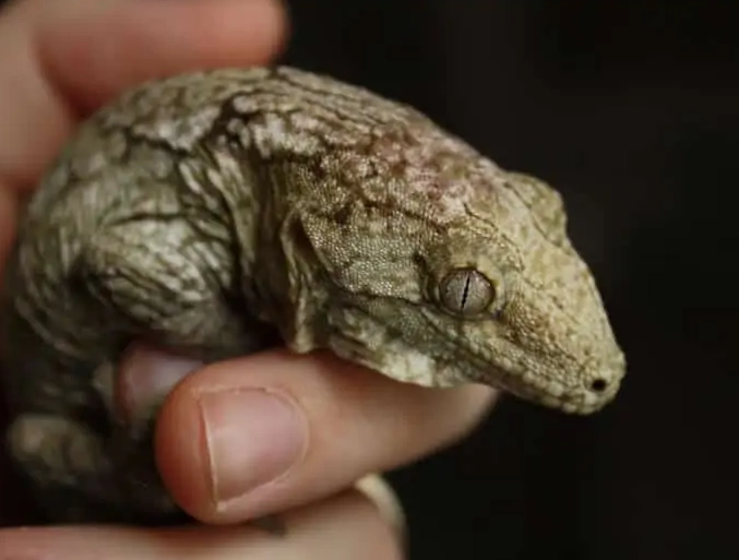 leachianus gecko pet