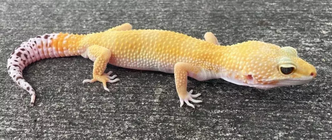 leopard gecko growth chart