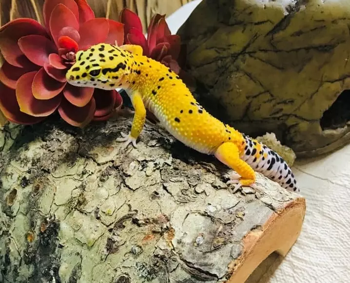 leopard gecko size