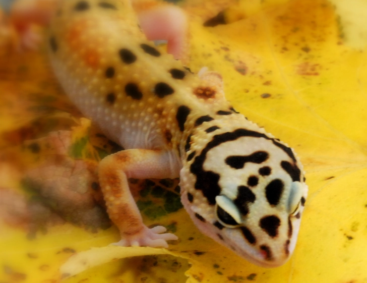 leopard gecko weight