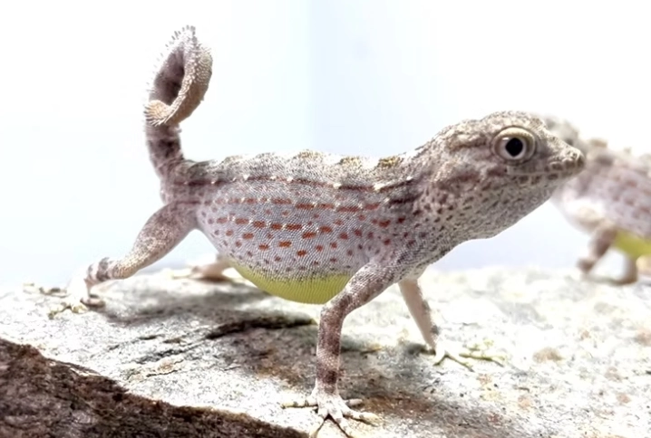 where do scorpion-tailed geckos live