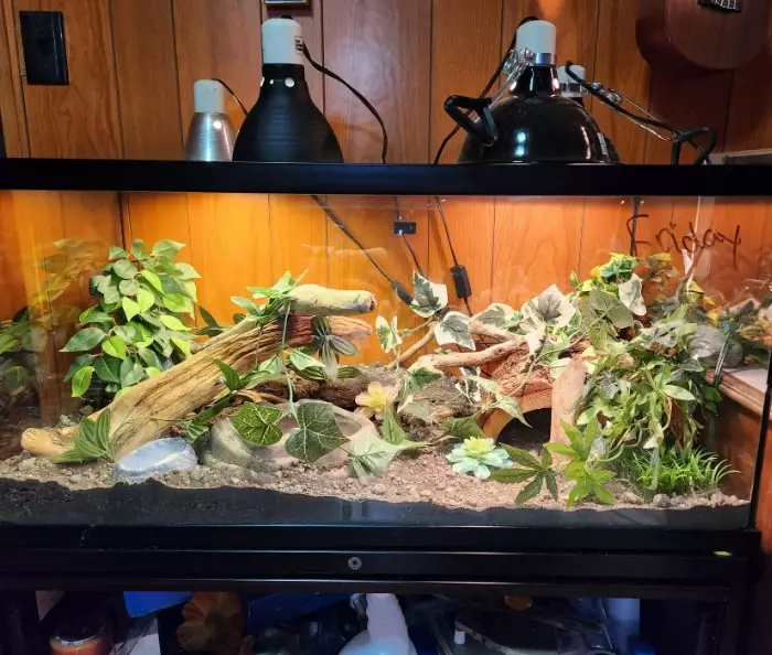 scorpion tailed gecko care