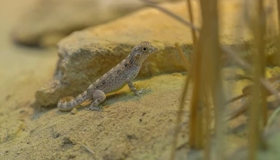 where do scorpion-tailed geckos live