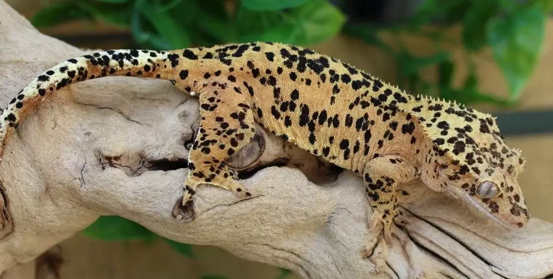 rarest crested gecko morph
