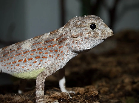 scorpion tailed gecko tank size