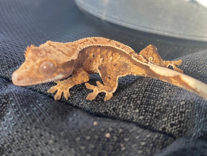 baby crested gecko care