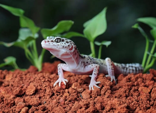 scorpion-tailed gecko habitat
