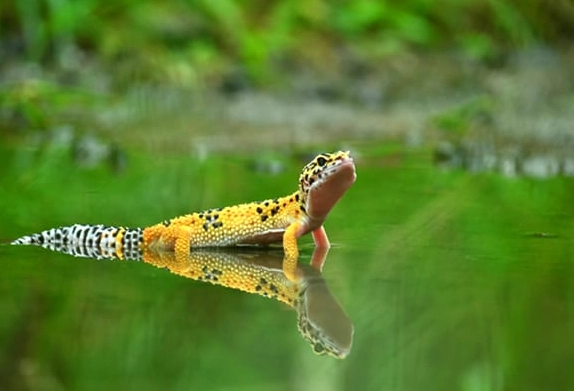 scorpion-tailed gecko natural range