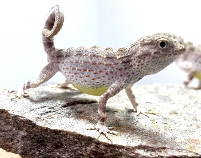 scorpion tailed gecko habitat setup