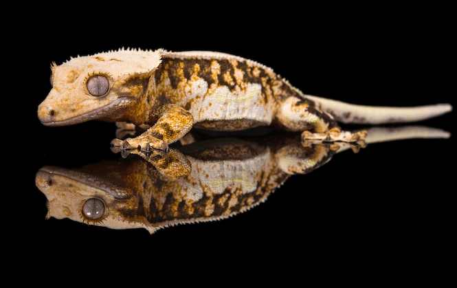 lavender dalmatian crested gecko