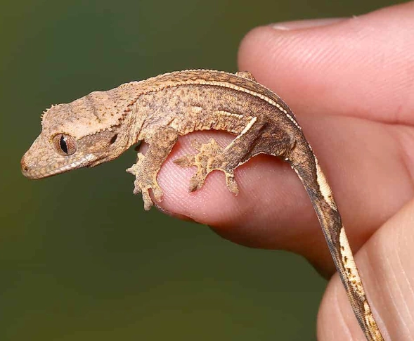 baby crested gecko care