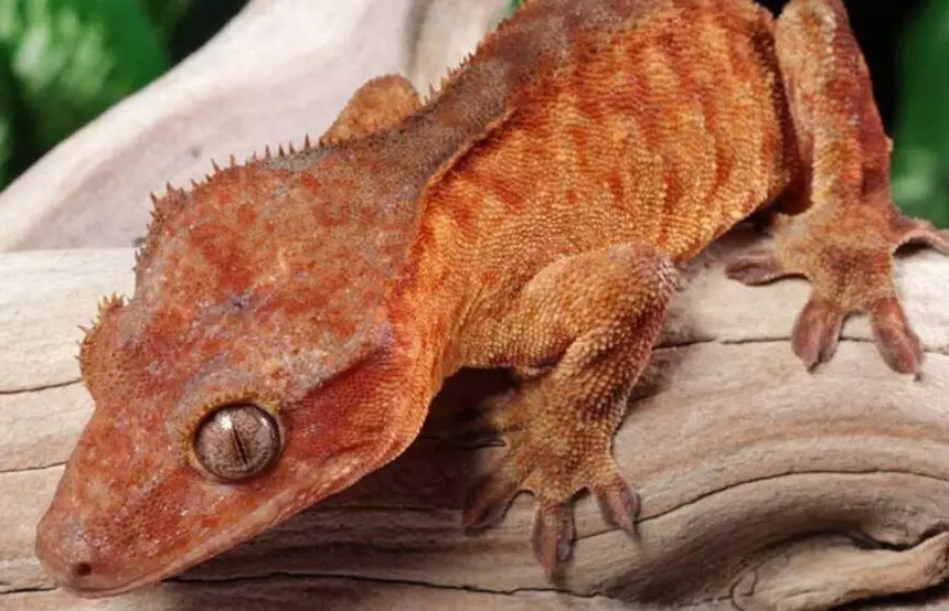 lavender dalmatian crested gecko