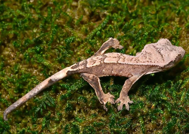harlequin crested gecko for sale