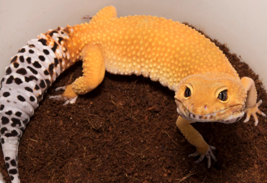 leopard gecko size