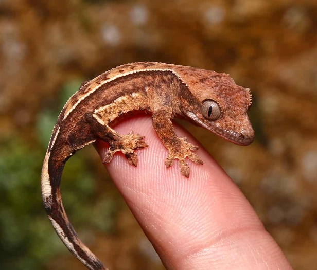 harlequin crested gecko for sale