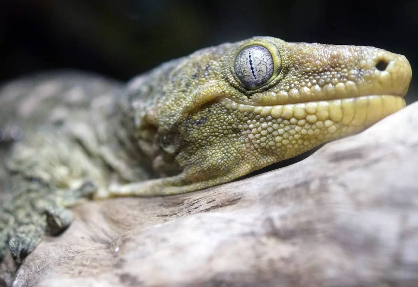 giant gecko care