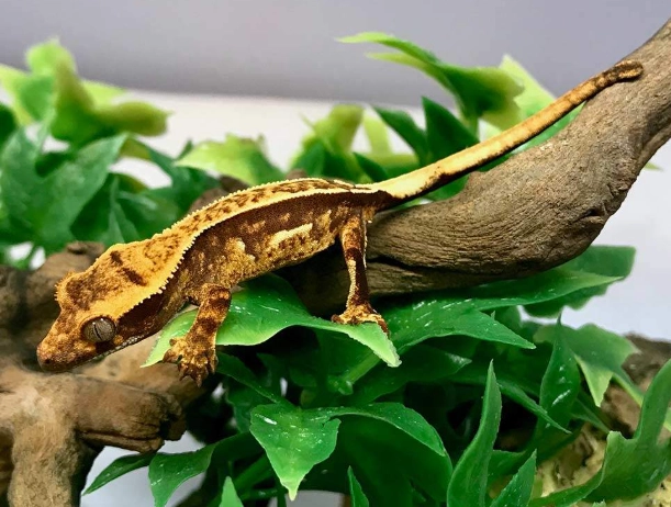 baby crested gecko care
