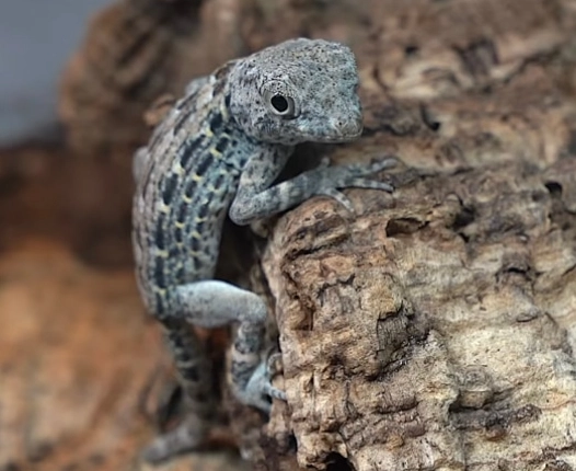 scorpion-tailed gecko natural range