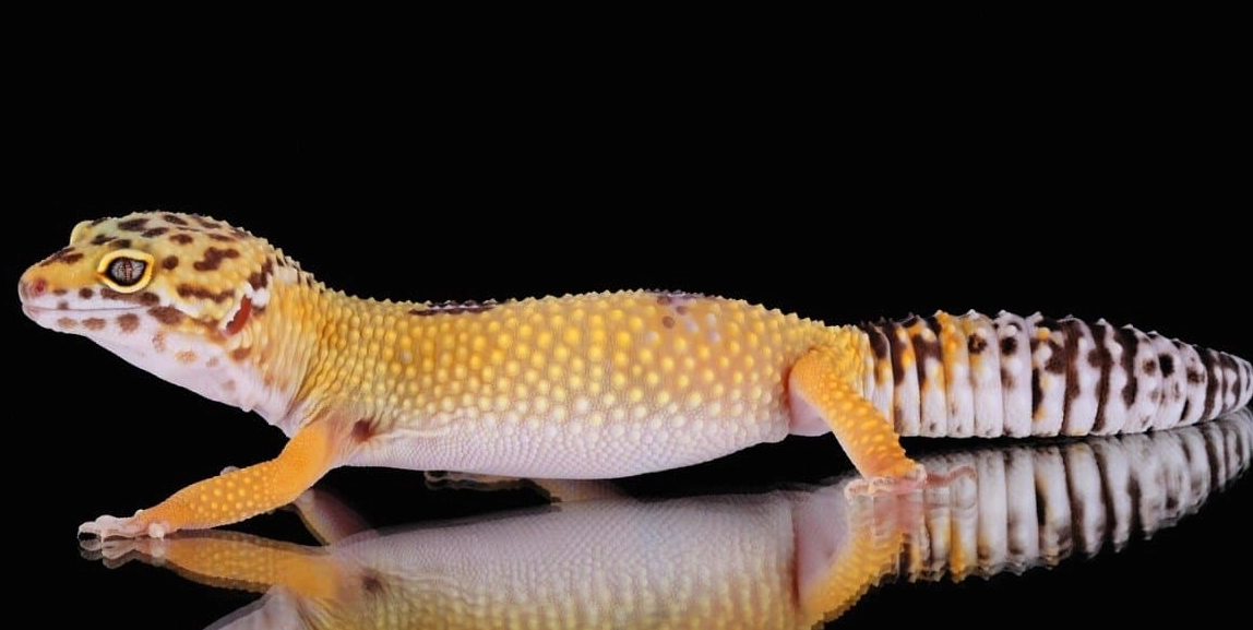 leopard gecko growth chart