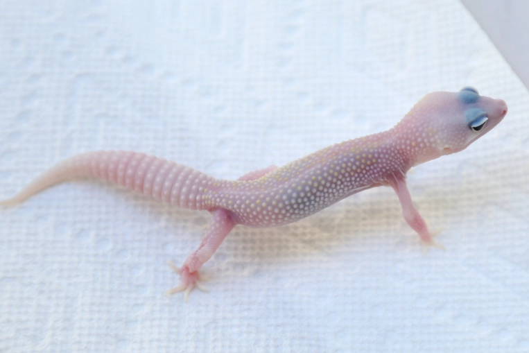 leopard gecko morph