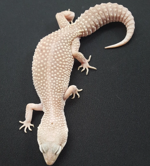 rare leopard gecko morph