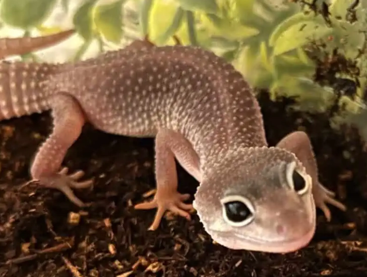 blizzard gecko care