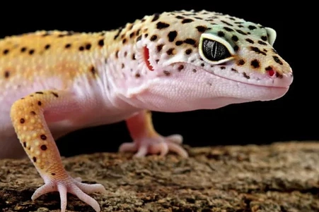 leopard gecko care tips leopard gecko care tips