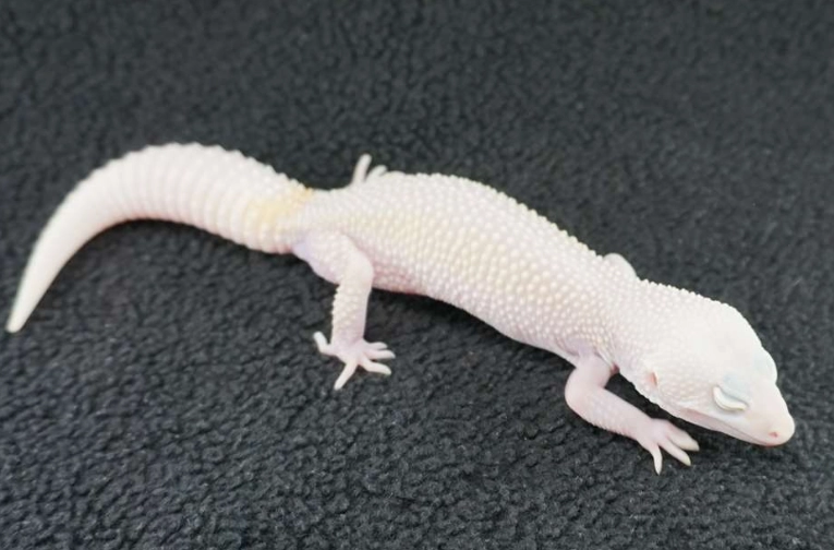 leopard gecko morph comparison