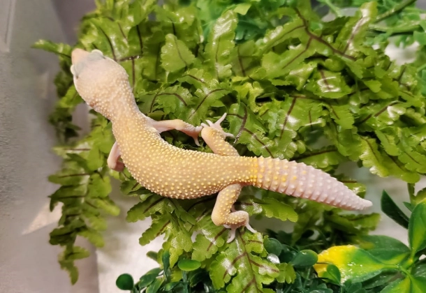 blazing blizzard leopard gecko