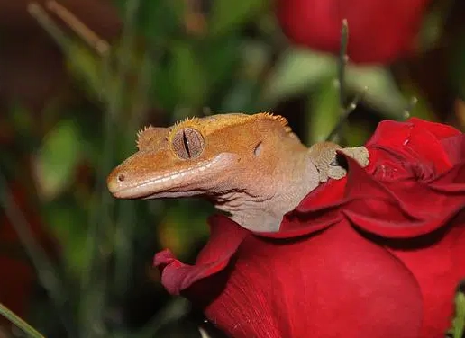 crested gecko name ideas crested gecko name ideas