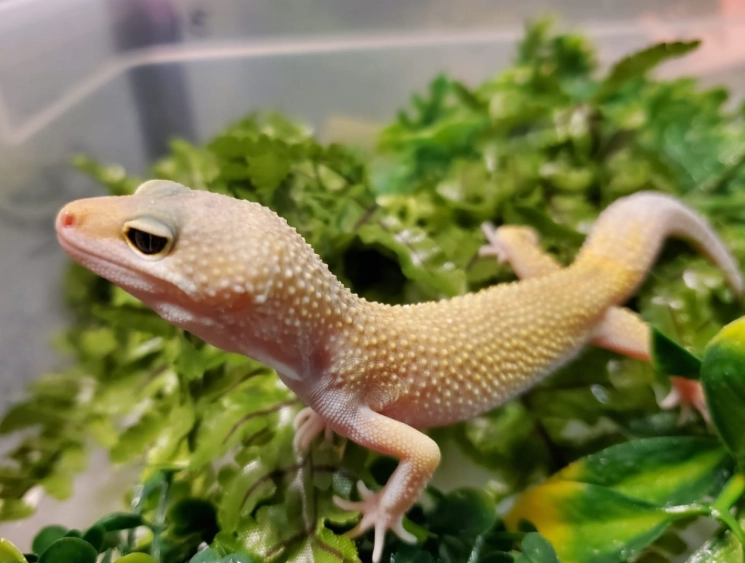 Blizzard Leopard Gecko