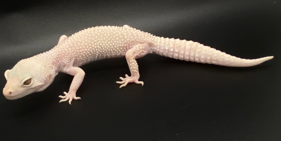 blizzard leopard gecko