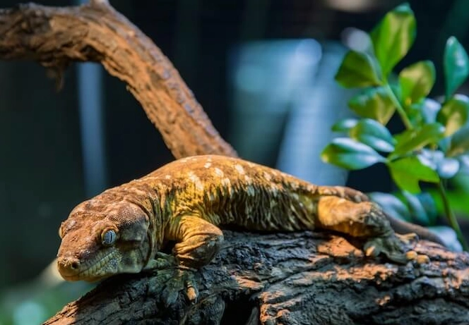 Leachianus gecko size