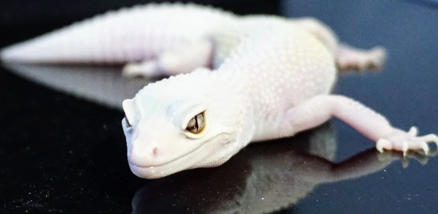 Blizzard Leopard Gecko for sale