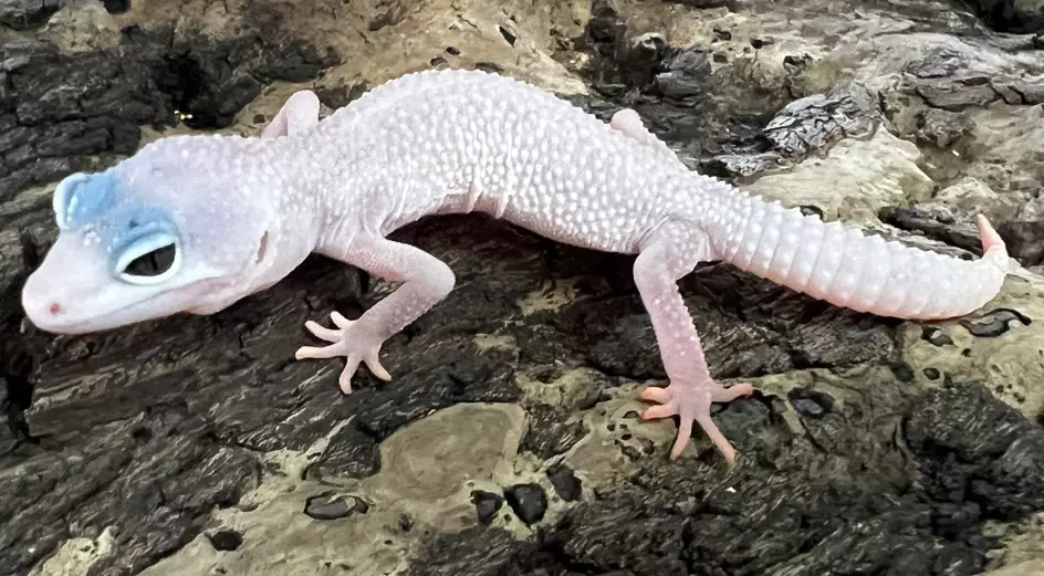 blizzard leopard gecko