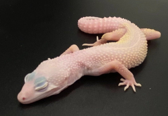 Blizzard Leopard Gecko