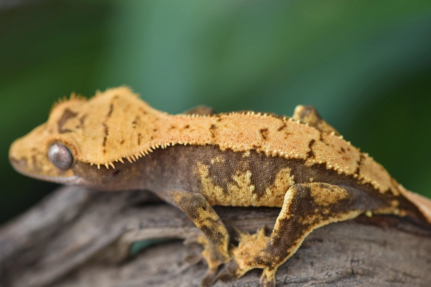 harlequin crested gecko names harlequin crested gecko names