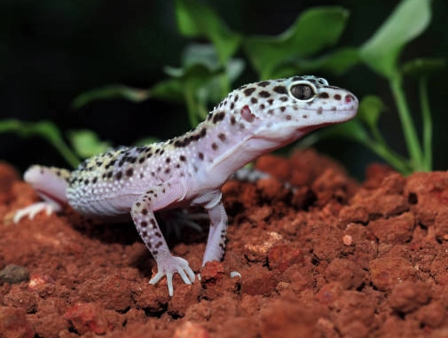 scorpion-tailed gecko size